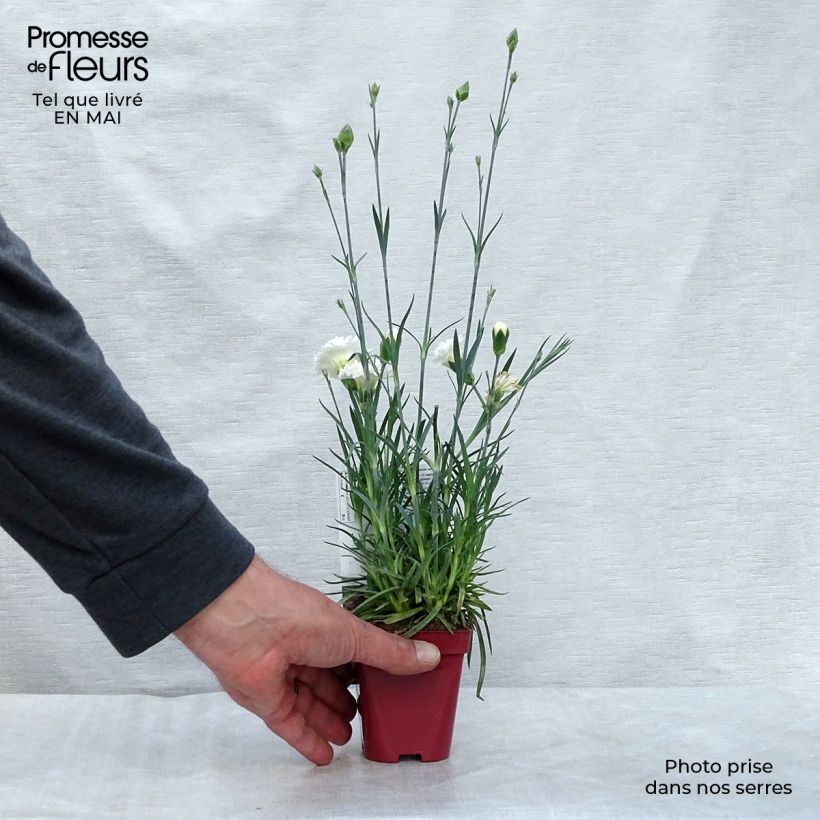 Exemplar von Feder-Nelke Scent First Memories - Dianthus plumarius Kleine Töpfe von 7/8 cm wie im Frühjahr geliefert