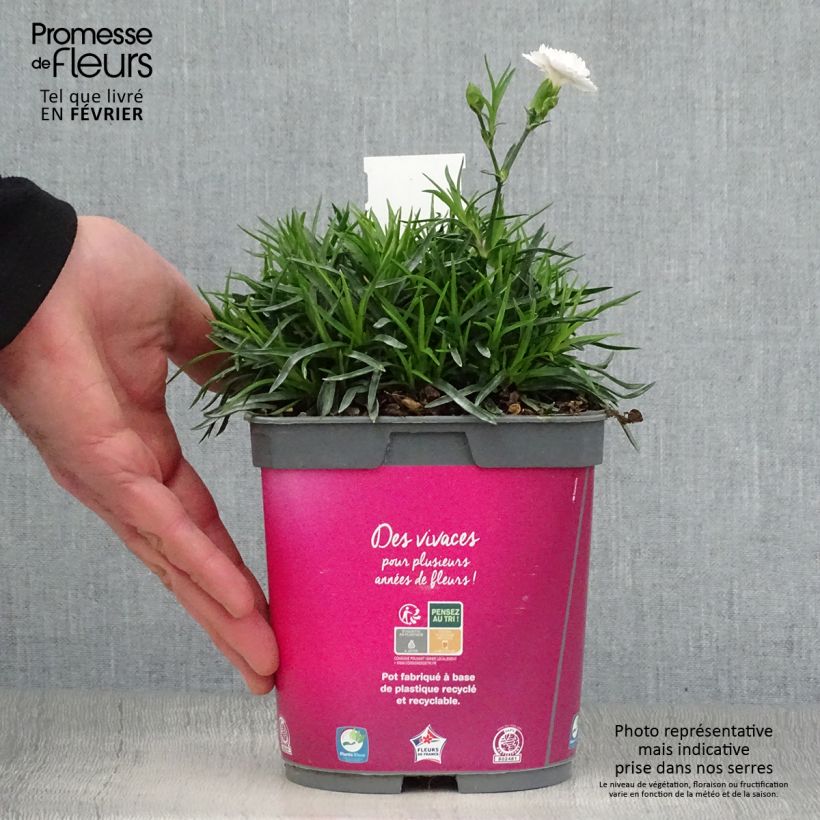 Exemplar von Feder-Nelke Scent First Raspberry Sundae - Dianthus plumarius Topf mit 2L/3L wie im Winter geliefert