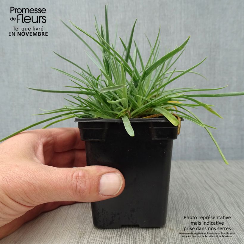 Exemplar von Feder-Nelke Scent First Romance - Dianthus plumarius Kleine Töpfe von 7/8 cm wie im Herbst geliefert