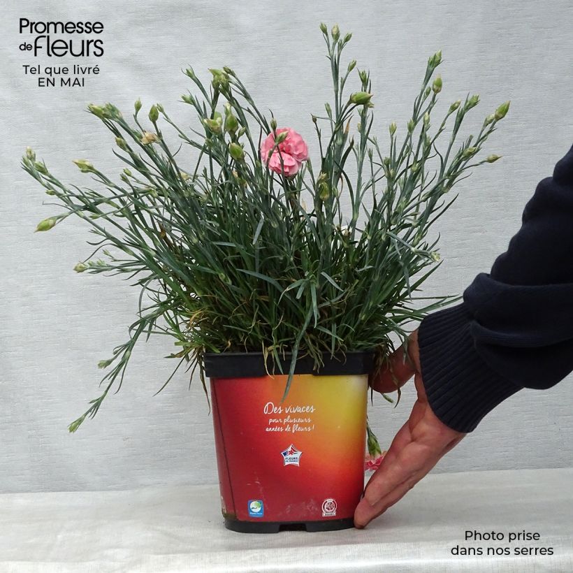 Exemplar von Feder-Nelke Scent First Romance - Dianthus plumarius Topf mit 2L/3L wie im Frühjahr geliefert