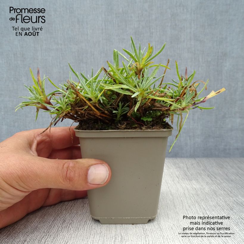 Exemplar von Feder-Nelke Warden Hybrid - Dianthus plumarius Kleine Töpfe von 8/9 cm wie im Sommer geliefert