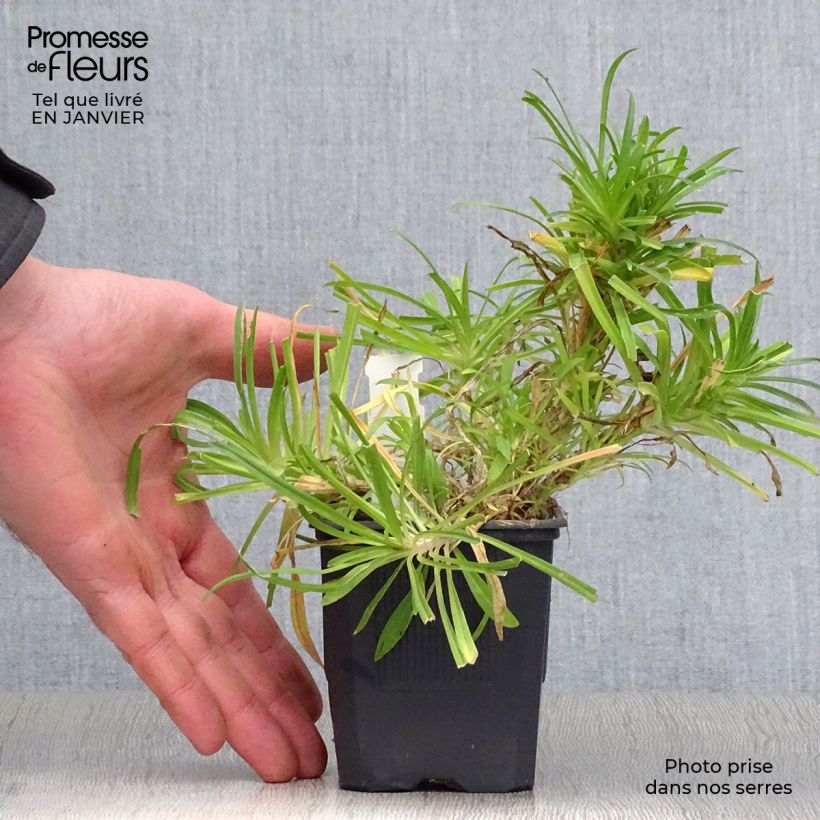 Exemplar von Pracht-Nelke - Dianthus superbus Kleine Töpfe von 8/9 cm wie im Winter geliefert