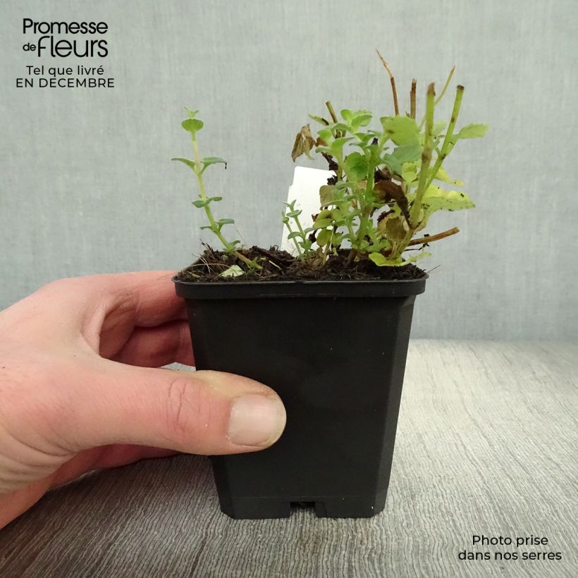 Exemplar von Diascia fetcaniensis - Lachsblume Kleine Töpfe von 8/9 cm wie im Winter geliefert