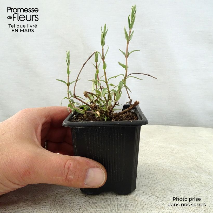 Exemplar von Diascia integerrima - Lachsblume Kleine Töpfe von 8/9 cm wie im Frühjahr geliefert