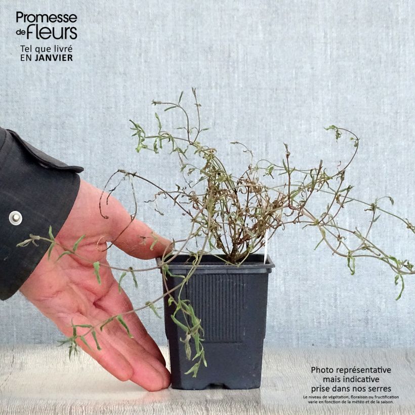 Exemplar von Diascia integerrima - Lachsblume Kleine Töpfe von 8/9 cm wie im Winter geliefert