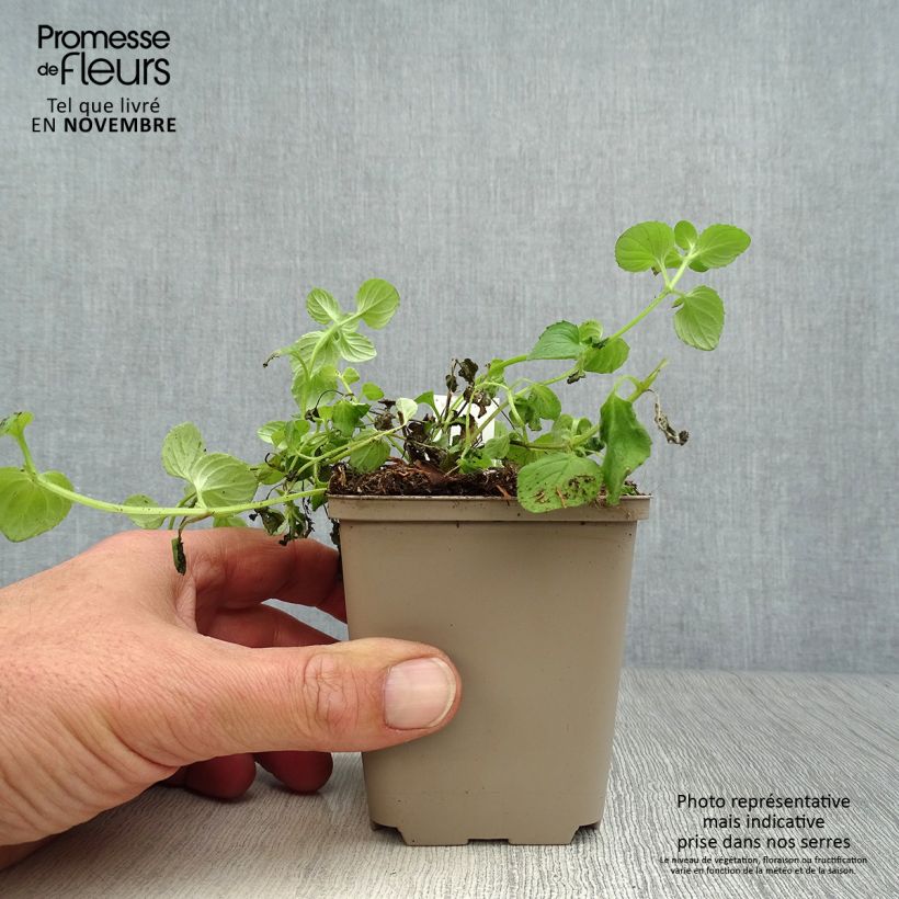 Exemplar von Diascia vigilis - Lachsblume Kleine Töpfe von 8/9 cm wie im Herbst geliefert