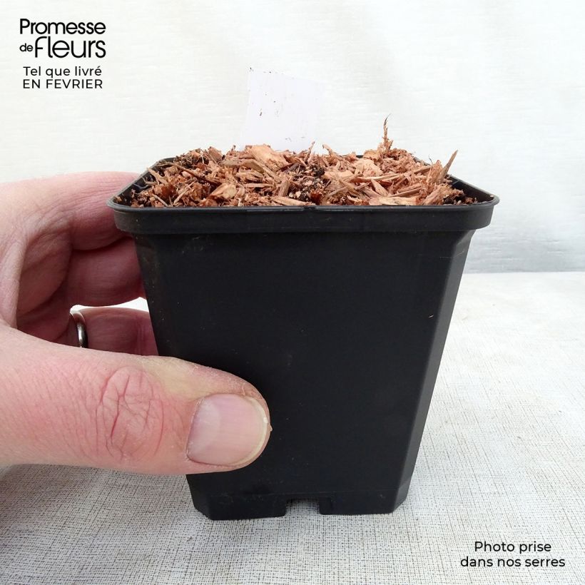 Exemplar von Dicentra cucullaria - Kapuzen-Herzblume Kleine Töpfe von 8/9 cm wie im Winter geliefert