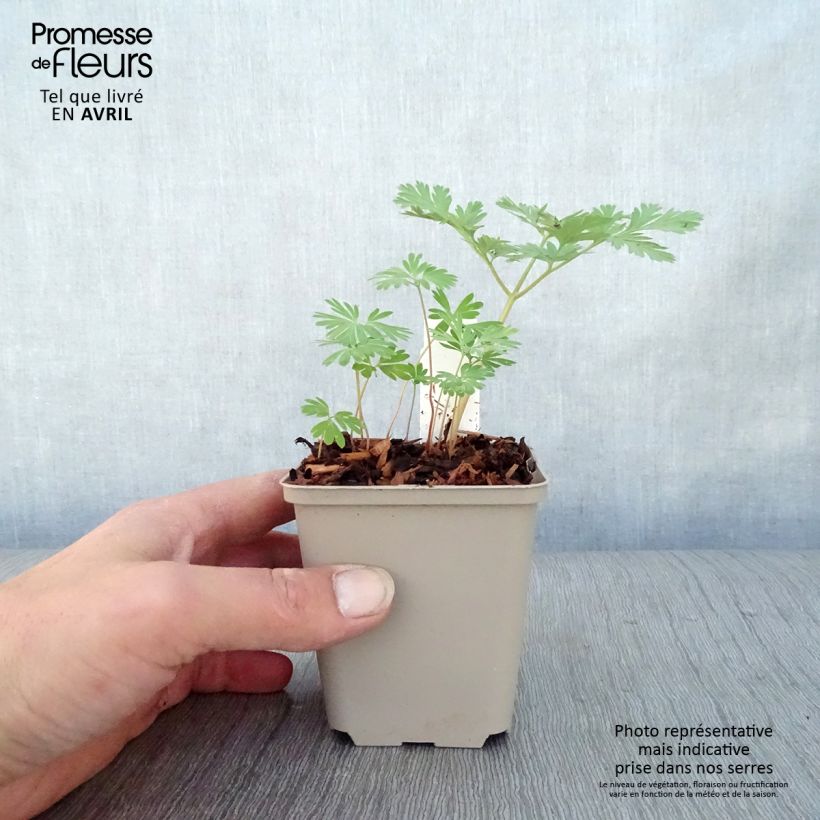 Exemplar von Dicentra cucullaria - Kapuzen-Herzblume Kleine Töpfe von 8/9 cm wie im Frühjahr geliefert