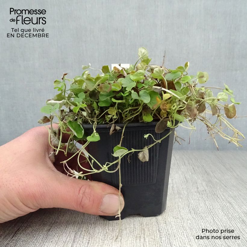 Exemplar von Dichondra repens Kleine Töpfe von 8/9 cm wie im Winter geliefert