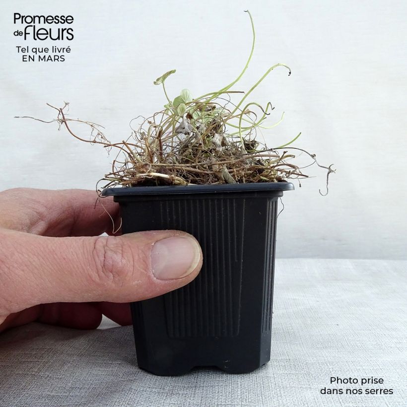 Exemplar von Dichondra repens Kleine Töpfe von 8/9 cm wie im Frühjahr geliefert