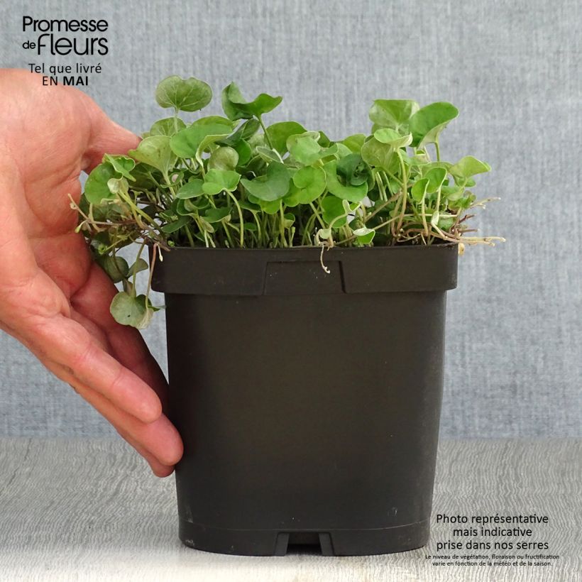 Exemplar von Dichondra repens Topf mit 2L/3L wie im Frühjahr geliefert