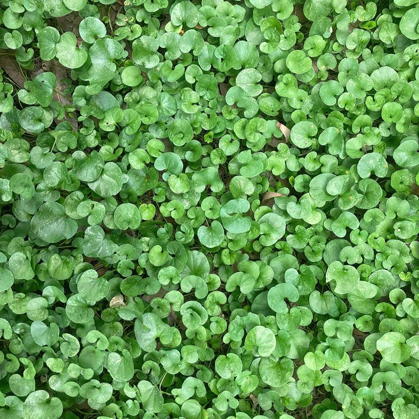 Dichondra TURFLINE (Rasensamen) (Laub)