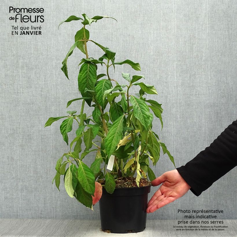 Exemplar von Dichroa versicolor Round Blue Topf mit 3L/4L wie im Winter geliefert