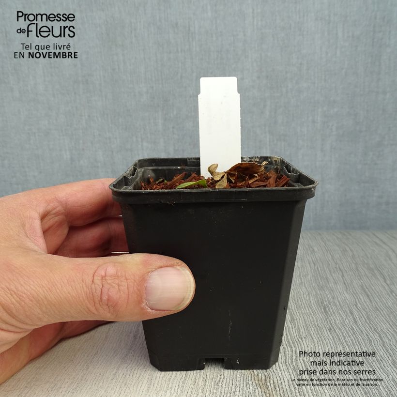 Exemplar von Dictamnus albus - Diptam Kleine Töpfe von 8/9 cm wie im Herbst geliefert