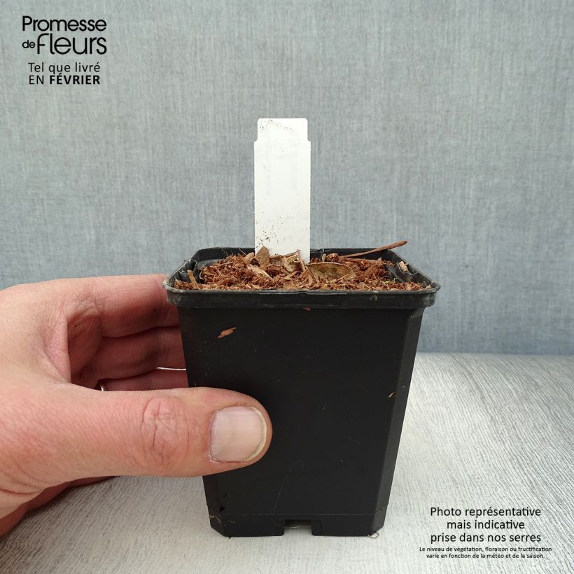 Exemplar von Dictamnus albus - Diptam Kleine Töpfe von 8/9 cm wie im Winter geliefert