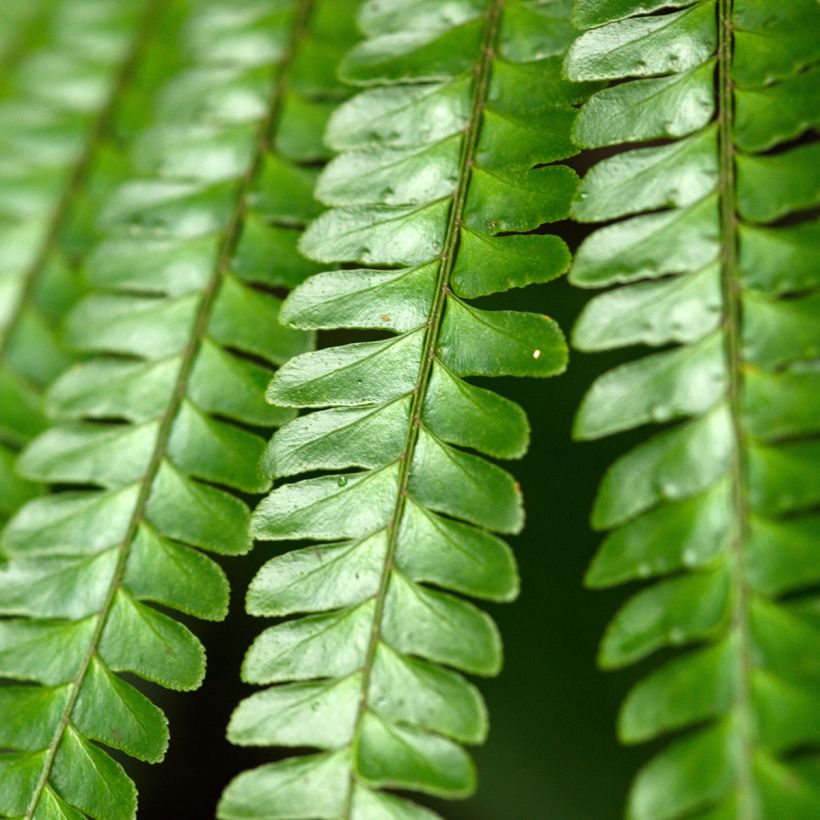 Didymochlaena truncatula - Mahagoni Wurmfarn (Laub)