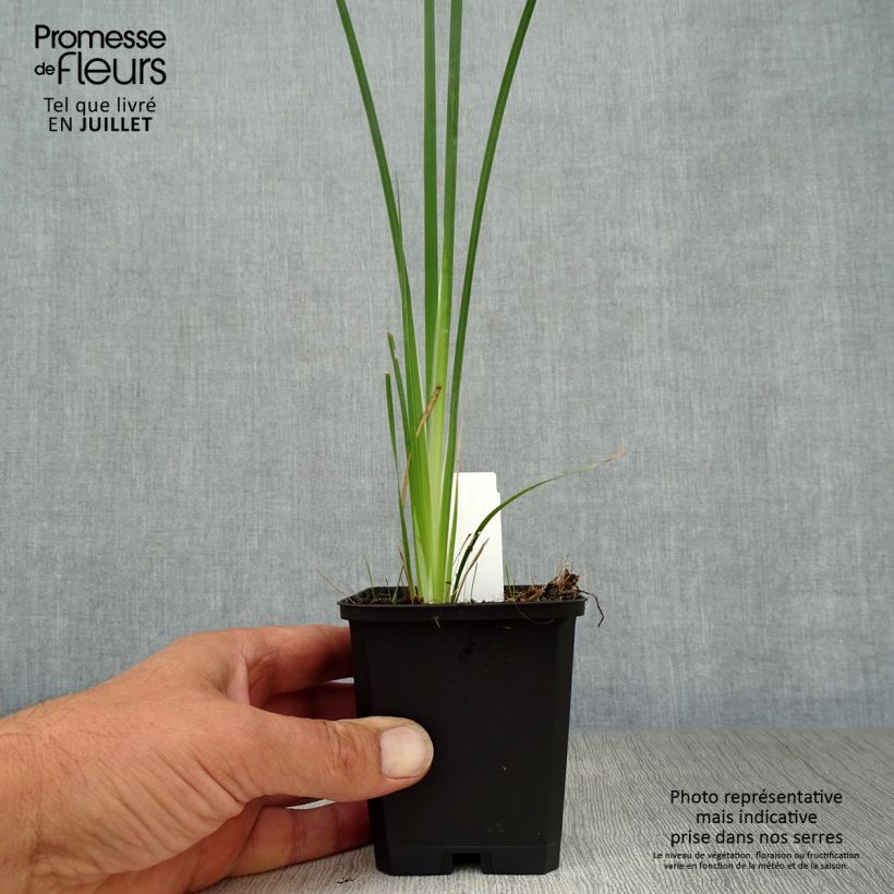 Exemplar von Dierama pulcherrimum Alba - Trichterschwertel Kleine Töpfe von 8/9 cm wie im Sommer geliefert