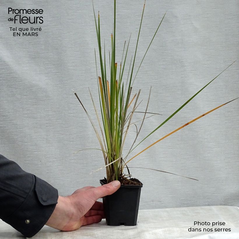 Exemplar von Dierama pulcherrimum Alba - Trichterschwertel Kleine Töpfe von 8/9 cm wie im Frühjahr geliefert