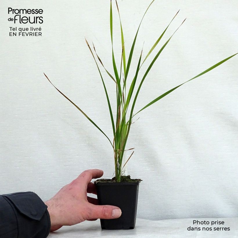 Exemplar von Dierama pulcherrimum Dark Cerise - Trichterschwertel Kleine Töpfe von 8/9 cm wie im Winter geliefert