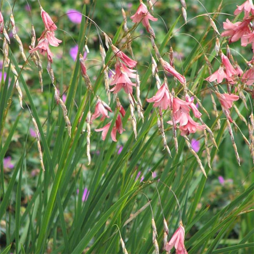 Dierama igneum - Trichterschwertel (Hafen)