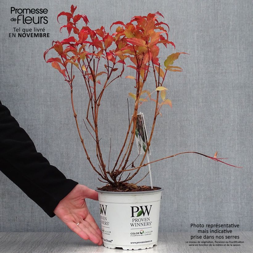 Exemplar von Diervilla Kodiak Red - Buschgeißblatt Topf mit 2L/3L wie im Herbst geliefert