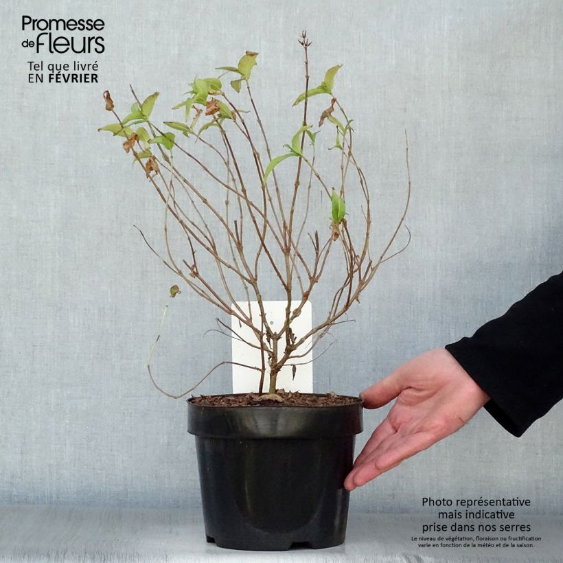 Exemplar von Diervilla rivularis Honeybee - Buschgeißblatt Topf mit 2L/3L wie im Winter geliefert