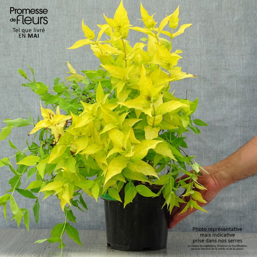 Exemplar von Diervilla rivularis Honeybee - Buschgeißblatt Topf mit 2L/3L wie im Frühjahr geliefert