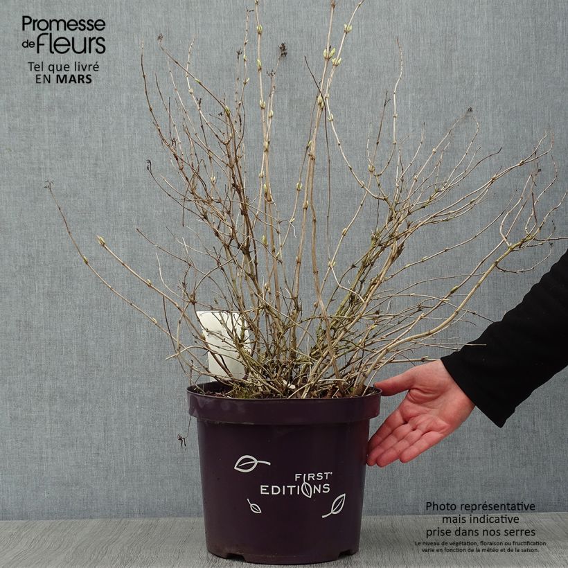 Exemplar von Diervilla sessilifolia Cool Splash - Buschgeißblatt Topf mit 7,5L/10L wie im Winter geliefert