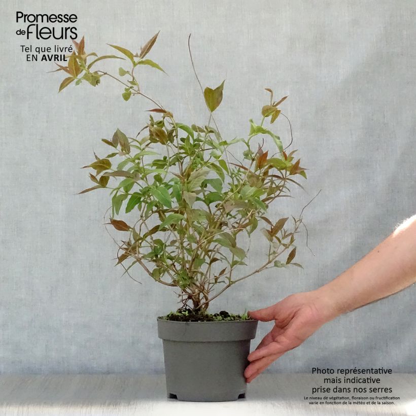 Exemplar von Diervilla splendens - Amerikanische Weigelie Topf mit 2L/3L wie im Frühjahr geliefert