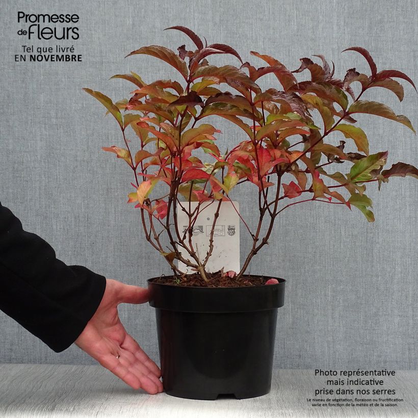 Exemplar von Diervilla splendens Diva - Buschgeißblatt Topf mit 3L/4L wie im Herbst geliefert