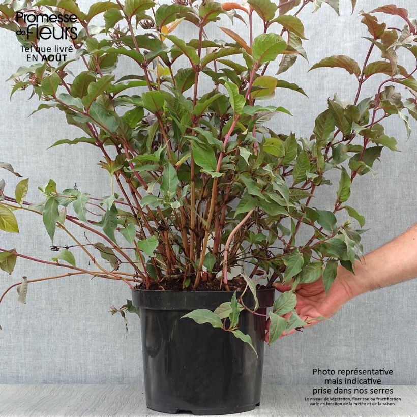 Exemplar von Diervilla splendens Diva - Buschgeißblatt Topf mit 7,5L/10L wie im Sommer geliefert