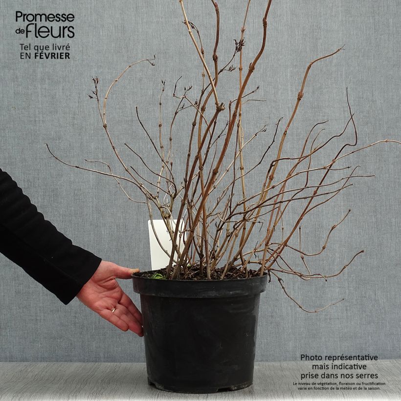 Exemplar von Diervilla splendens Diva - Buschgeißblatt Topf mit 7,5L/10L wie im Winter geliefert