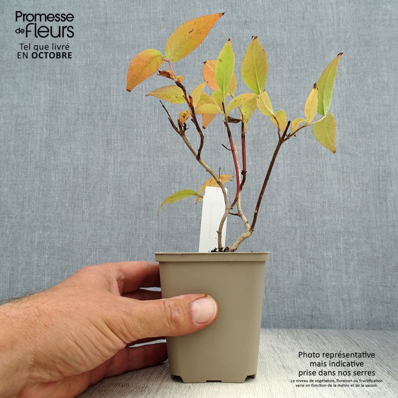 Exemplar von Diervilla splendens - Amerikanische Weigelie Kleine Töpfe von 8/9 cm wie im Herbst geliefert