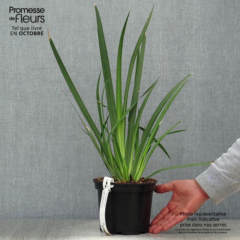 Exemplar von Dietes grandiflora - Dietes Topf mit 2L/3L wie im Herbst geliefert