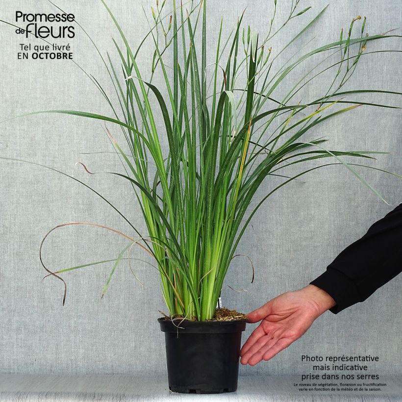 Exemplar von Dietes bicolor - Dietes Topf mit 2L/3L wie im Herbst geliefert