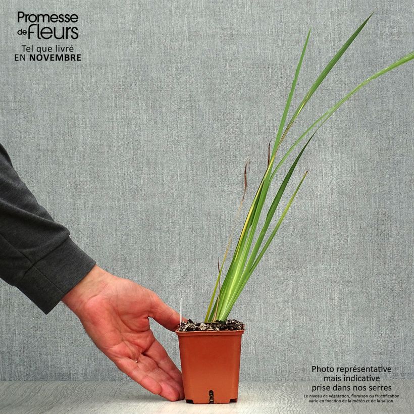 Exemplar von Dietes bicolor - Dietes Kleine Töpfe von 8/9 cm wie im Herbst geliefert