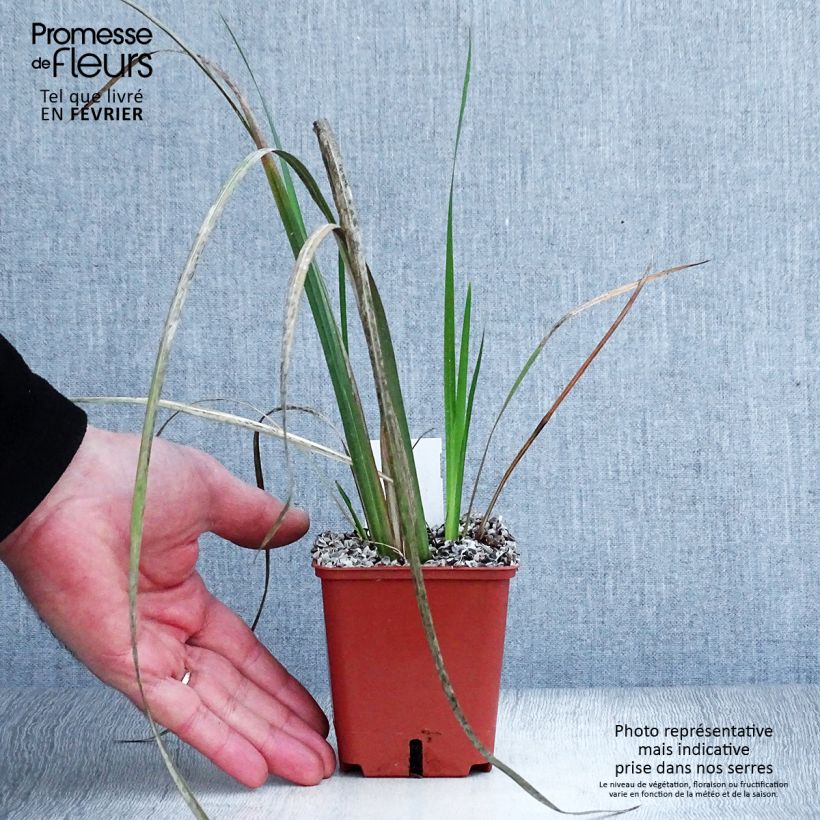 Exemplar von Dietes bicolor - Dietes Kleine Töpfe von 8/9 cm wie im Winter geliefert