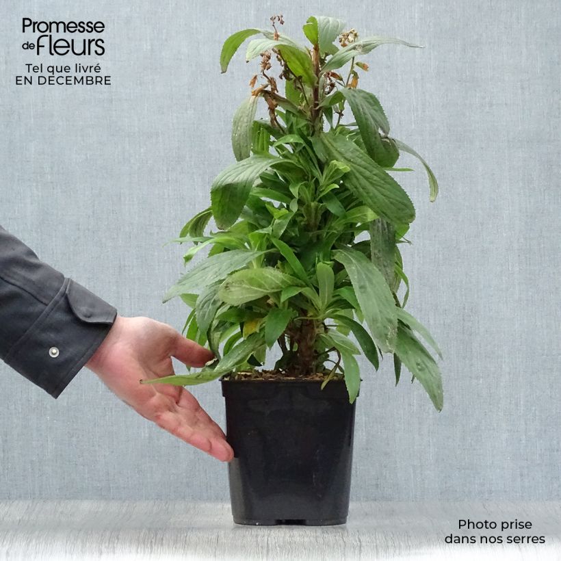 Exemplar von Digitalis Firecracker - Fingerhut Topf mit 2L/3L wie im Winter geliefert