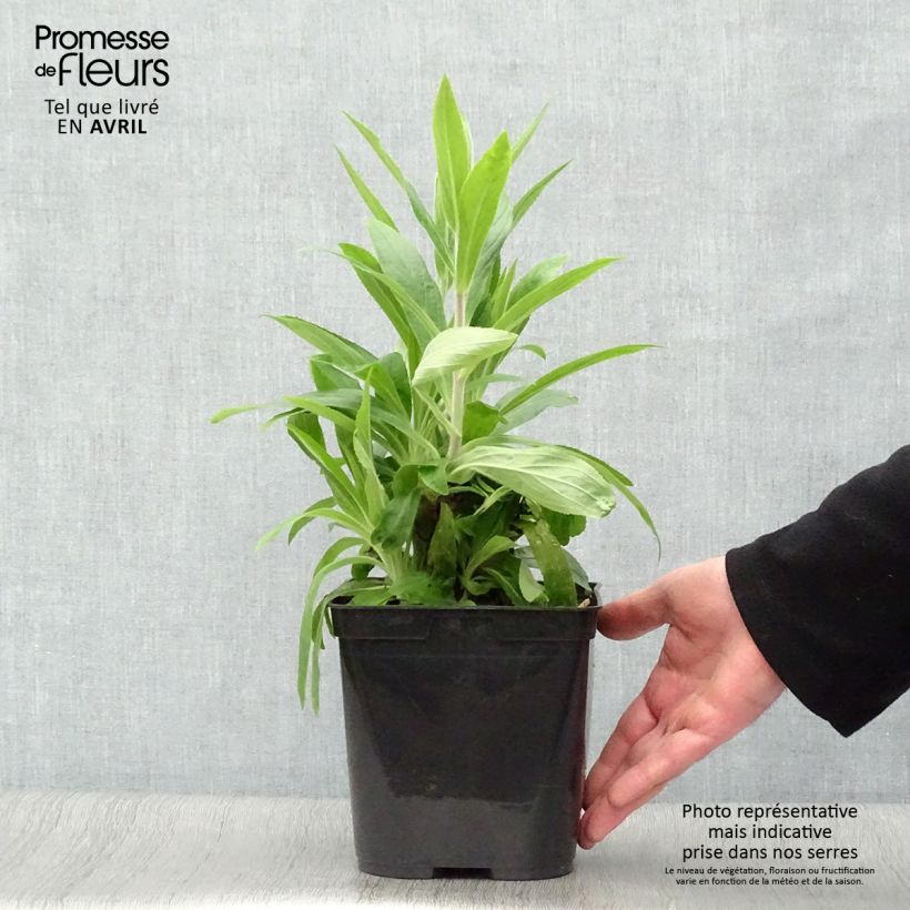 Exemplar von Digitalis Firecracker - Fingerhut Topf mit 2L/3L wie im Frühjahr geliefert