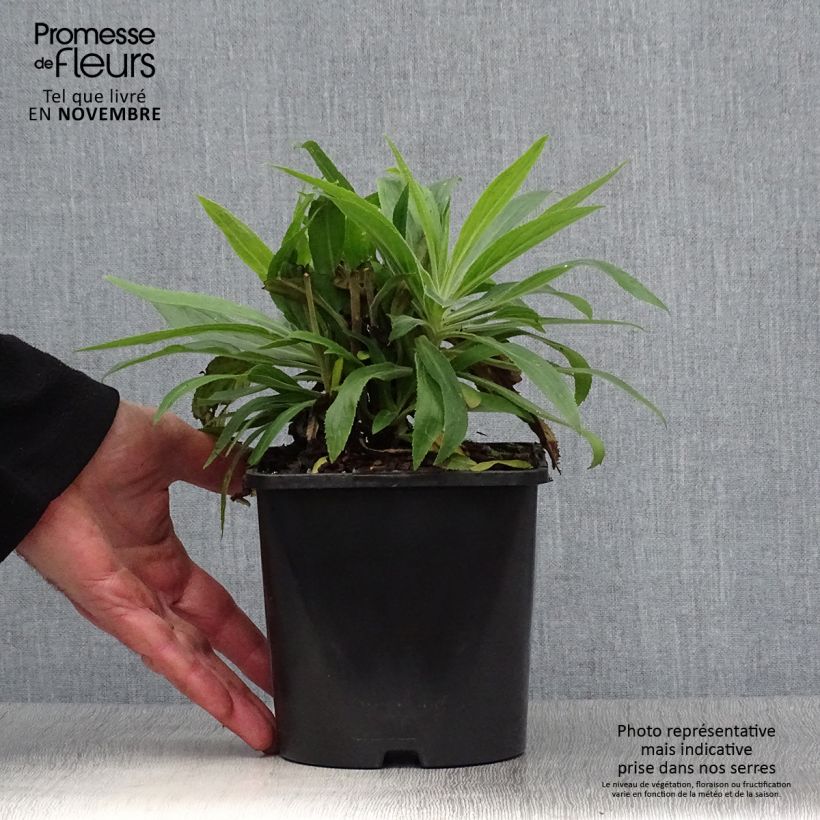 Exemplar von Digitalis Firecracker - Fingerhut Topf mit 2L/3L wie im Herbst geliefert