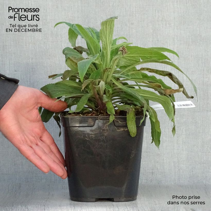 Exemplar von Fingerhut Digiplexis Illumination Raspberry - Digitalis Topf mit 2L/3L wie im Winter geliefert