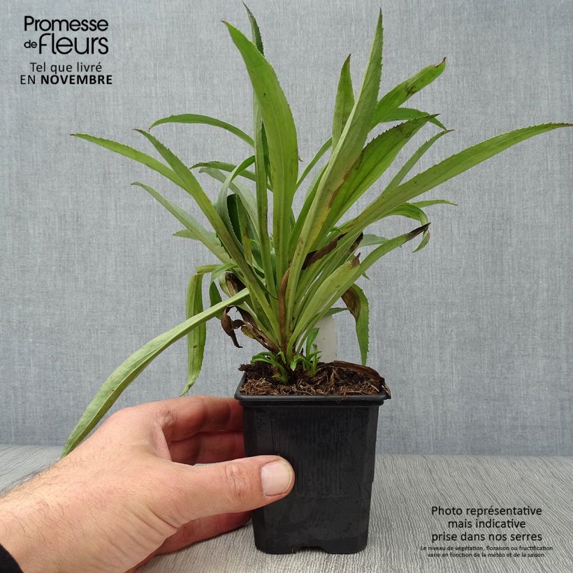 Exemplar von Digitalis Goldcrest - Fingerhut Kleine Töpfe von 8/9 cm wie im Herbst geliefert