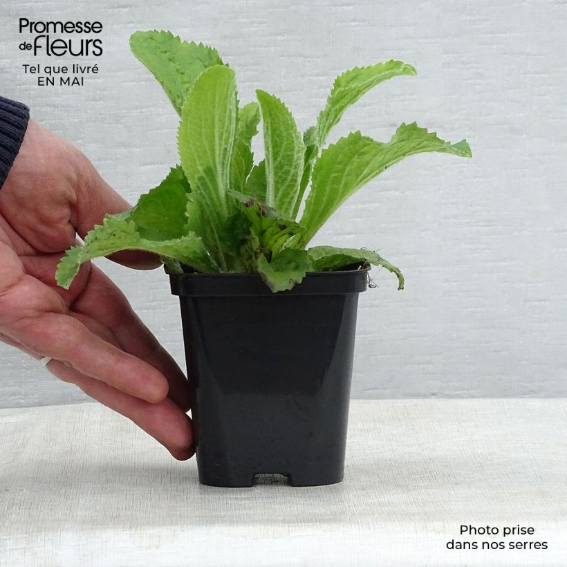 Exemplar von Digitalis mertonensis - Mehrjähriger Fingerhut Kleine Töpfe von 8/9 cm wie im Frühjahr geliefert