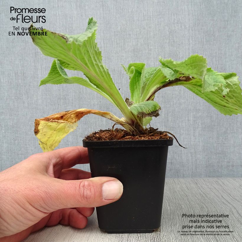 Exemplar von Digitalis mertonensis - Mehrjähriger Fingerhut Kleine Töpfe von 8/9 cm wie im Herbst geliefert
