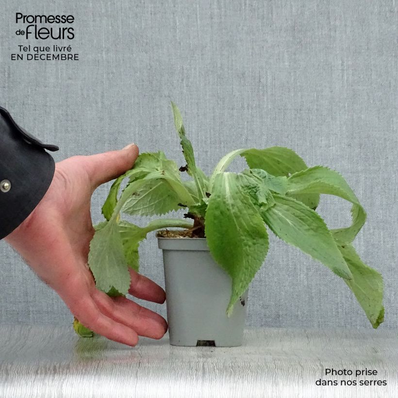 Exemplar von Digitalis mertonensis - Mehrjähriger Fingerhut Kleine Töpfe von 8/9 cm wie im Winter geliefert