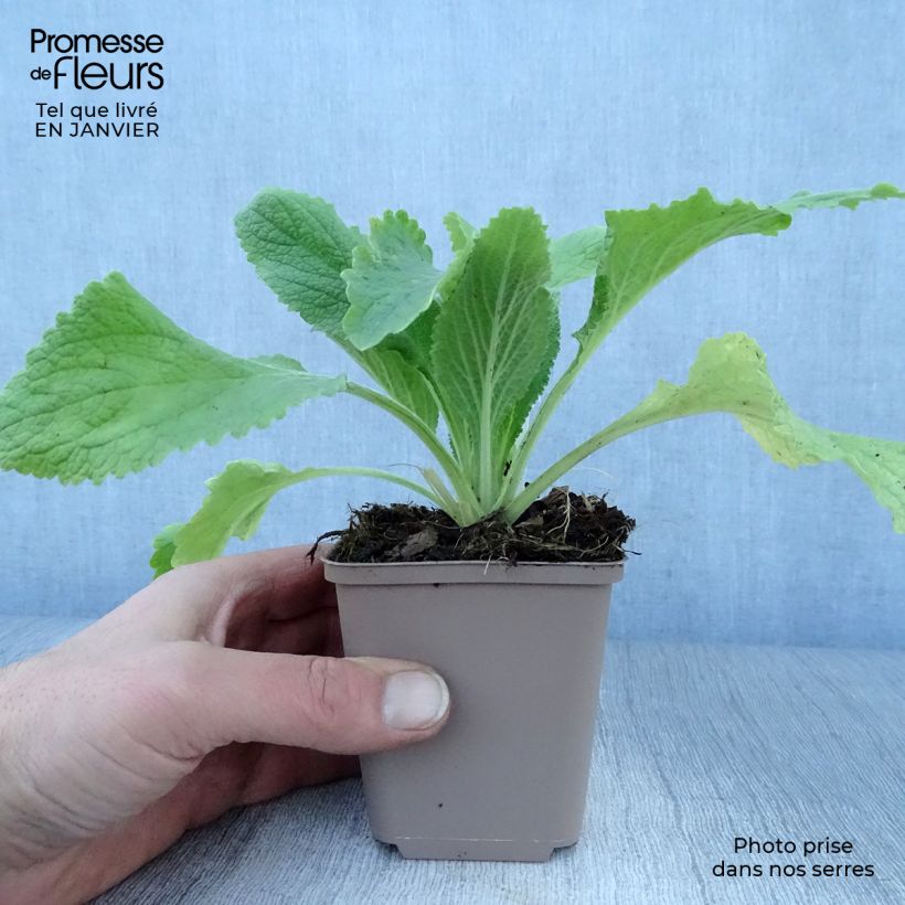 Exemplar von Fingerhut Monstrosa - Digitalis purpurea Kleine Töpfe von 8/9 cm wie im Winter geliefert