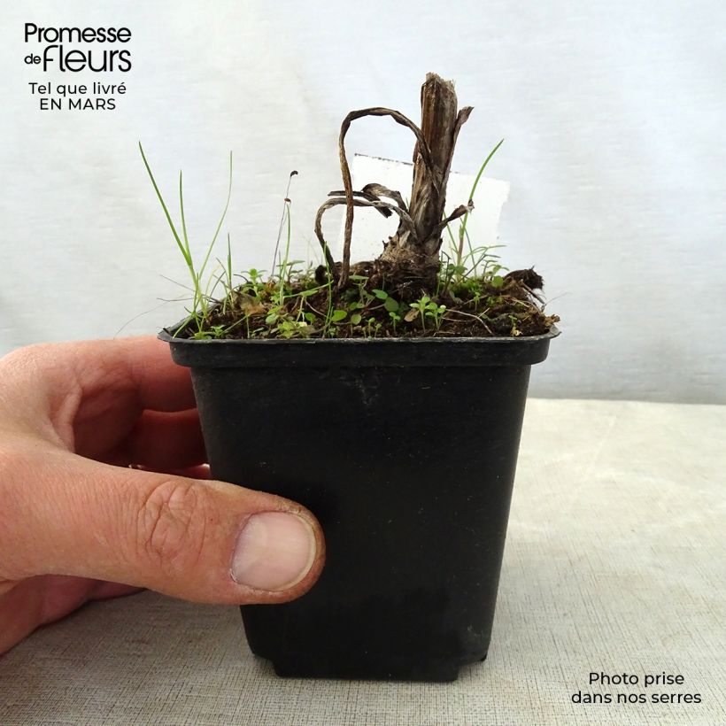 Exemplar von Digitalis lanata Café Crème - Wolliger Fingerhut Kleine Töpfe von 8/9 cm wie im Frühjahr geliefert