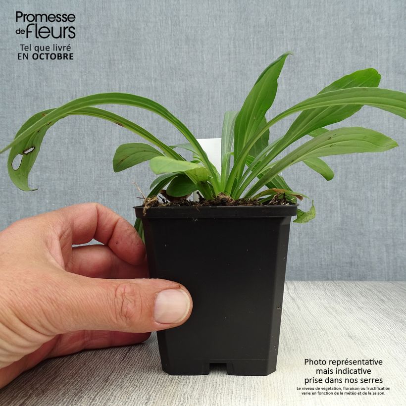 Exemplar von Digitalis lanata Café Crème - Wolliger Fingerhut Kleine Töpfe von 8/9 cm wie im Herbst geliefert