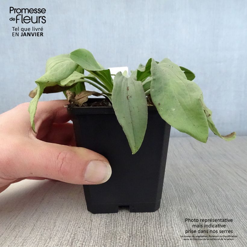 Exemplar von Digitalis lanata Café Crème - Wolliger Fingerhut Kleine Töpfe von 8/9 cm wie im Winter geliefert