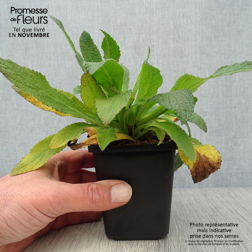 Exemplar von Roter Fingerhut - Digitalis purpurea Kleine Töpfe von 8/9 cm wie im Herbst geliefert